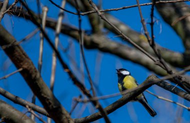 Ağaç üzerinde Mavi baştankara