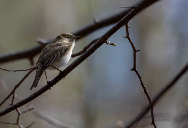 Bir ağacın dalındaki kuş