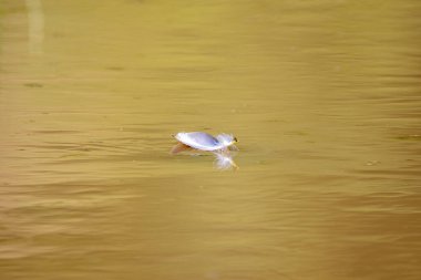 Nilüferler gölette yüzerler