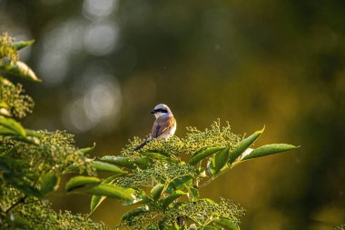 Ağacın dalında bir kuş