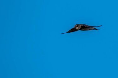 Siyah kuyruklu tanrı kuşu, limoza rumosa