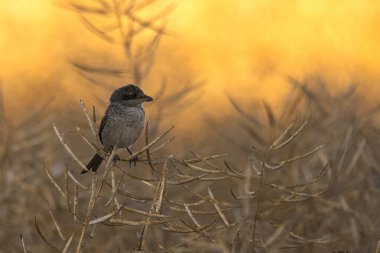 Ormanda bir dalda bir kuş