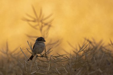 golden tit, parus caeruleus, bird on the dry grass, in a light morning
