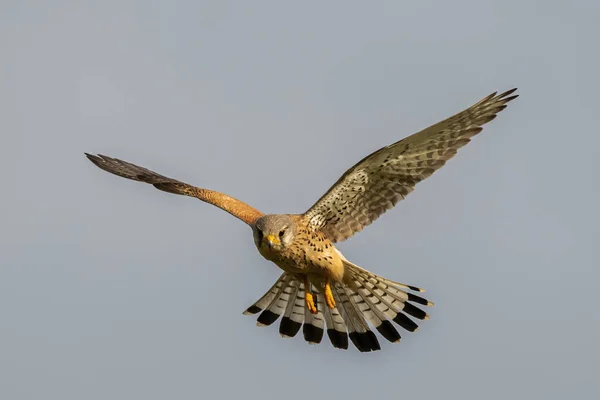 bird in flight, nature background