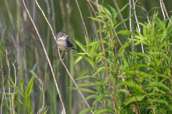 stock image bird on a branch of a tree