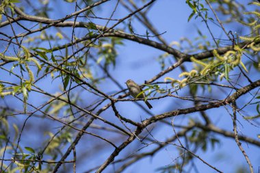 Ormandaki bir daldaki kuş.
