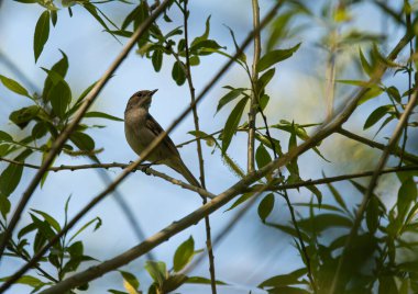 Kuş bahçedeki ağaçta oturuyor..