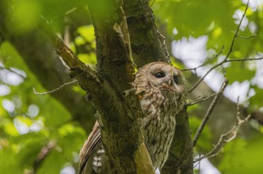 Küçük bir baykuş ağaç dalında oturuyor.