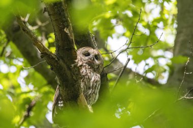 Doğadaki baykuş. Doğadaki baykuş