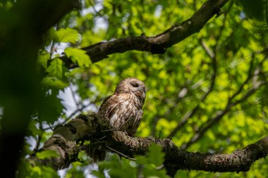 Sevimli bir baykuşa yaklaş.
