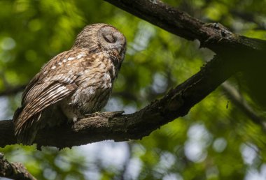Vahşi doğadaki sevimli baykuşun yakın görüntüsü.
