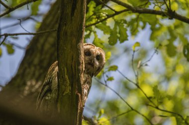 Baykuş vahşi doğada. Doğadaki kuş. Doğadaki fauna