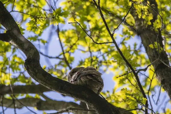 a closeup shot of a cute owl on a branch