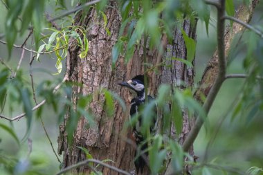 Siyah gözlü bir kuşun yakın çekimi.