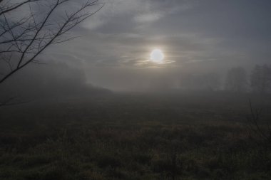 Güzel bir manzara sisli bir orman kırsalda gizemli bir sonbahar sabahı