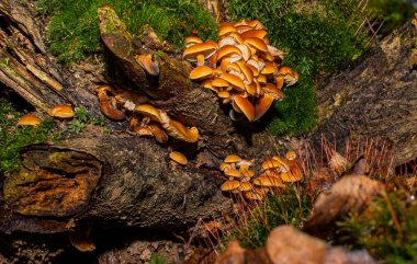 Ormanda büyüyen mantarlar