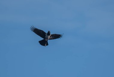 Mavi gökyüzü ile uçan karabatak