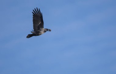 Mavi gökyüzünde uçan siyah bir uçurtma