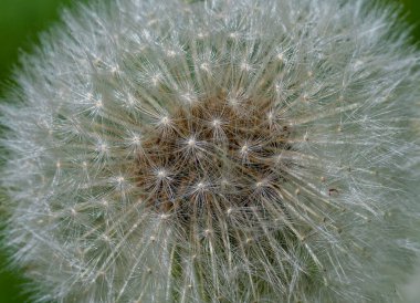 Karahindiba çiçeğini kapat. yüksek kaliteli fotoğraf