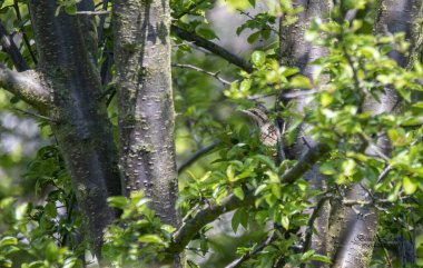 Bahar ormanında genç yeşil yapraklar.