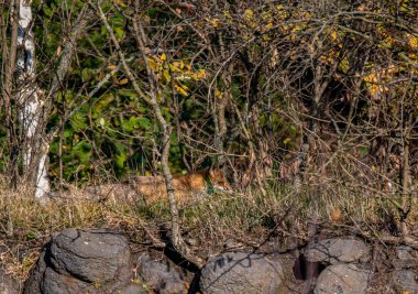 Güneşli bir bahar gününde ormanda büyük bir kedi..