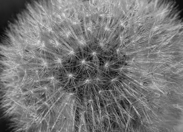 dandelion seeds close up
