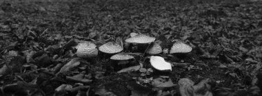 Koyu karamsar kırsal kesim panoramik sahne monokrom grisi tonlarıyla. Doğada depresyon ve umutsuzluk