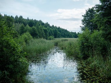 Yazın güzel kır gölü sulardaki yansımalarla ve yeşil ağaç yapraklarıyla