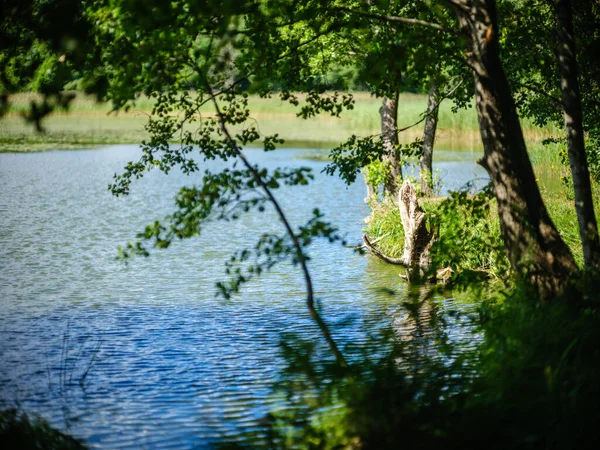 Krásné Krajinné Jezero Létě Odrazy Vodě Zelené Listy Stromů — Stock fotografie