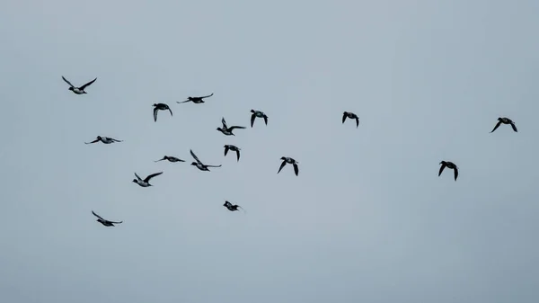 从欧洲拉脱维亚飞往南方的野鸭 — 图库照片