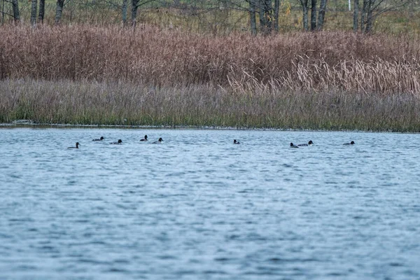 Vahşi ördekler Avrupa 'daki Letonya' dan güneye uçuyor..