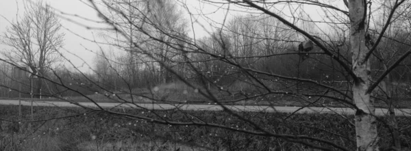 Σκούρο Moody Τοπίο Πανοραμική Σκηνή Μονόχρωμη Γκρι Τόνους Κατάθλιψη Και — Φωτογραφία Αρχείου