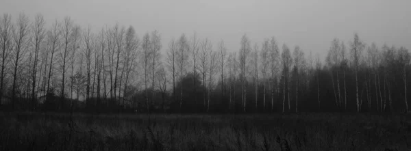 Paysage Sombre Humide Scène Panoramique Dans Des Tons Gris Monochromes — Photo