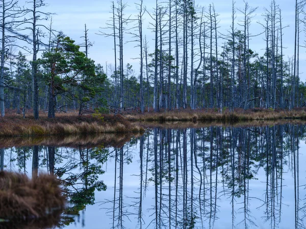 Красивое Сельское Озеро Летом Отражениями Воде Зелеными Листьями Деревьев — стоковое фото
