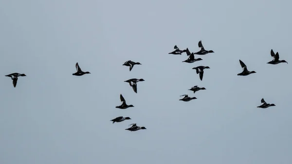 Vahşi Ördekler Avrupa Daki Letonya Dan Güneye Uçuyor — Stok fotoğraf
