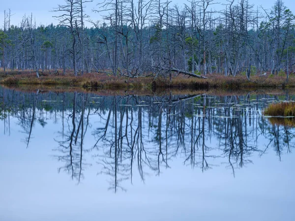 Indah Danau Pedesaan Musim Panas Dengan Refleksi Air Dan Daun — Stok Foto