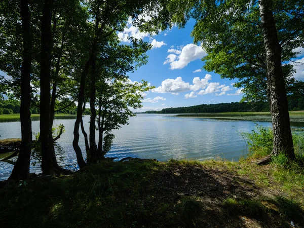 Красиве Сільське Озеро Влітку Відображенням Воді Листі Зеленого Дерева — стокове фото