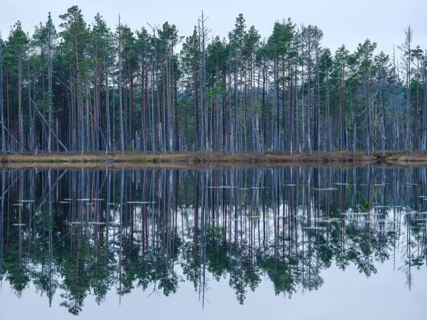 Красивое Сельское Озеро Летом Отражениями Воде Зелеными Листьями Деревьев — стоковое фото