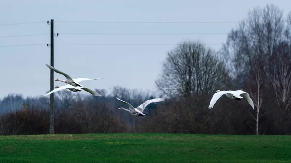 Lebedele Nordice Adună Zboară Spre Sud Din Letonia Europa Lebădă — Fotografie, imagine de stoc