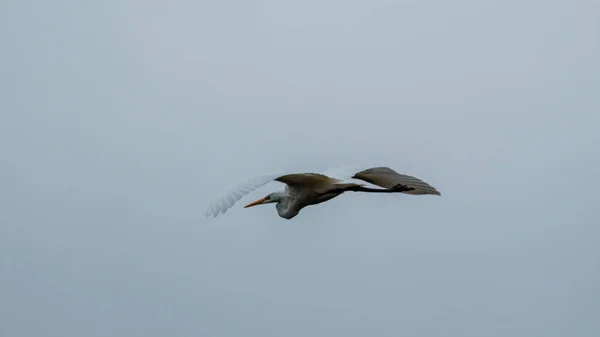 Northern Swans Gathering Flying South Latvia Europe One Young Gray — Stock Photo, Image
