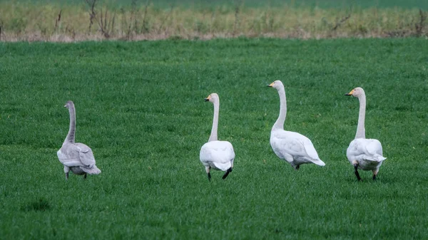 北の白鳥はヨーロッパのラトビアから南に集まって飛んでくる 白いものが3つある若い灰色の白鳥は — ストック写真
