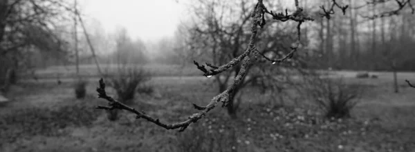Düstere Stimmungsvolle Landschaft Monochromen Grautönen Depression Und Verzweiflung Der Natur — Stockfoto