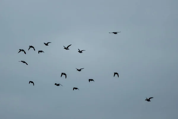 Wild Ducks Gathering Flying South Latvia Europe — Stock Photo, Image