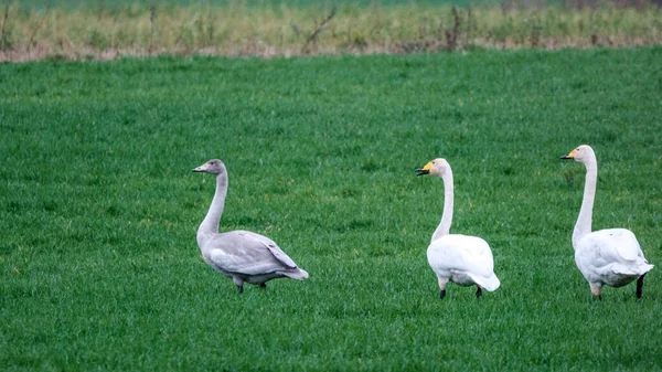 北の白鳥はヨーロッパのラトビアから南に集まって飛んでくる 白いものが3つある若い灰色の白鳥は — ストック写真