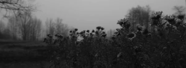 Sötét Hangulatú Vidéki Panoráma Jelenet Monokróm Szürke Tónusokkal Depresszió Kétségbeesés — Stock Fotó