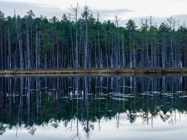 Красиве Сільське Озеро Влітку Відображенням Воді Листі Зеленого Дерева — стокове фото