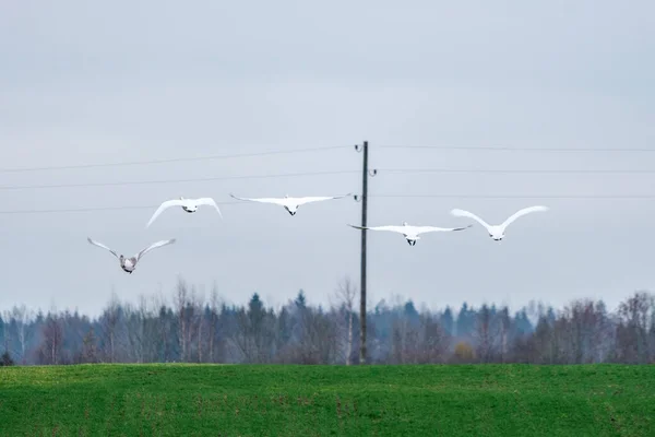 Northern Swans Gathering Flying South Latvia Europe One Young Gray — Stock Photo, Image