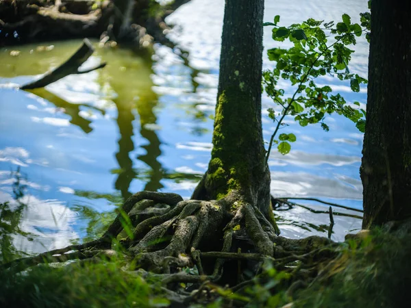 Piękne Jezioro Lecie Odbiciami Wodzie Zielonych Liści Drzew — Zdjęcie stockowe