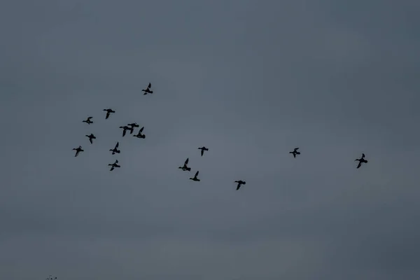 Wild Ducks Gathering Flying South Latvia Europe — Stock Photo, Image
