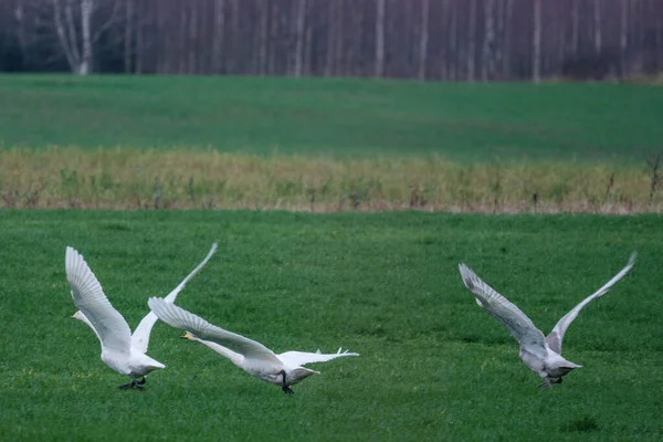 Noordelijke Zwanen Verzamelen Zich Vliegen Vanuit Letland Europa Naar Het — Stockfoto